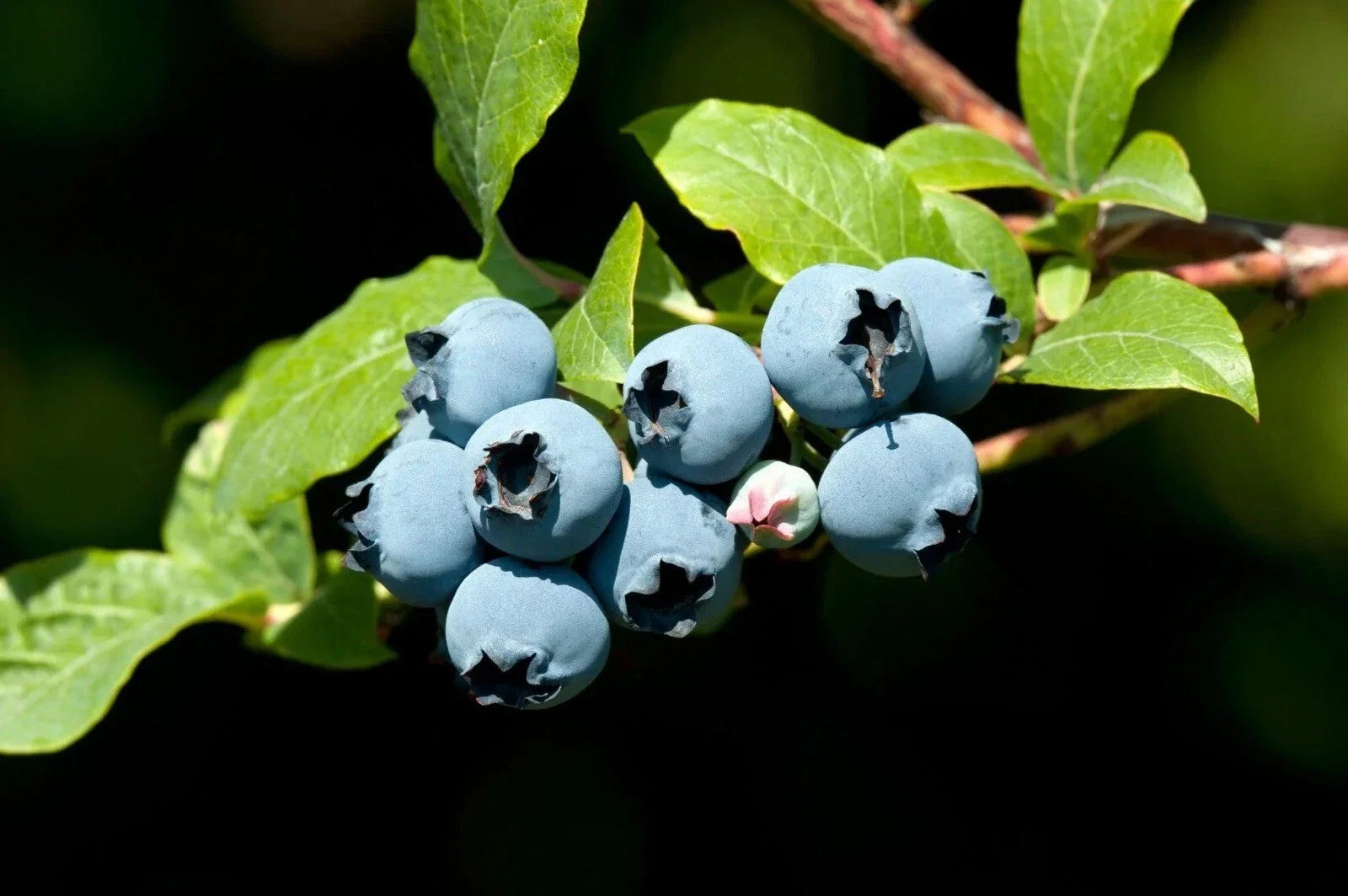 Blueberry Bush Seeds - 50 Count High Yield Vaccinium corymbosum for Home Gardens & Containers