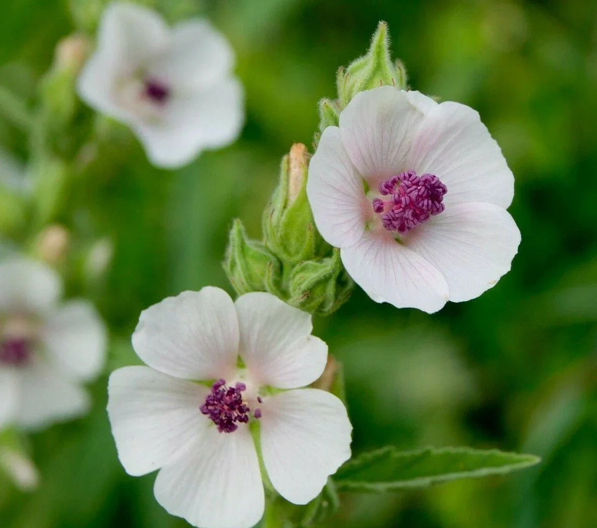 Marshmallow Seeds 50+ Pack - Althaea Officinalis Perennial Herb, Organic, Non-GMO