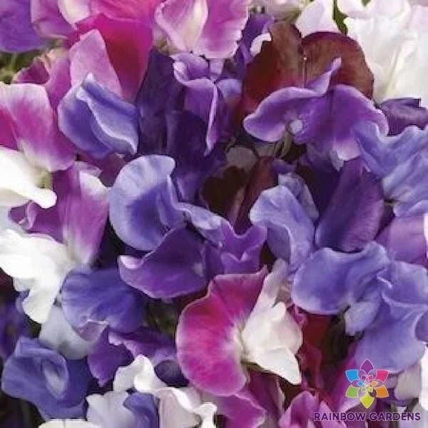 Sweet Pea Seeds - 50+ Packets for Garden Climbing Planting - Lathyrus odoratus - Vibrant Fragrant Blooms