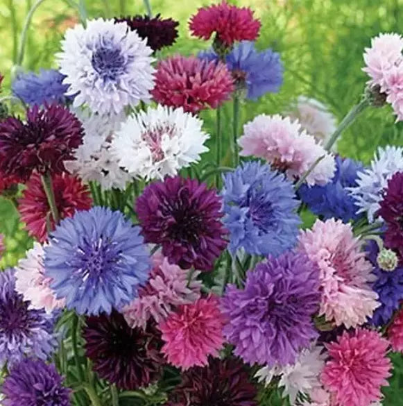 Cornflower Seeds Bulk Pack - 1500 Heirloom Non-GMO Bachelor Button Seeds