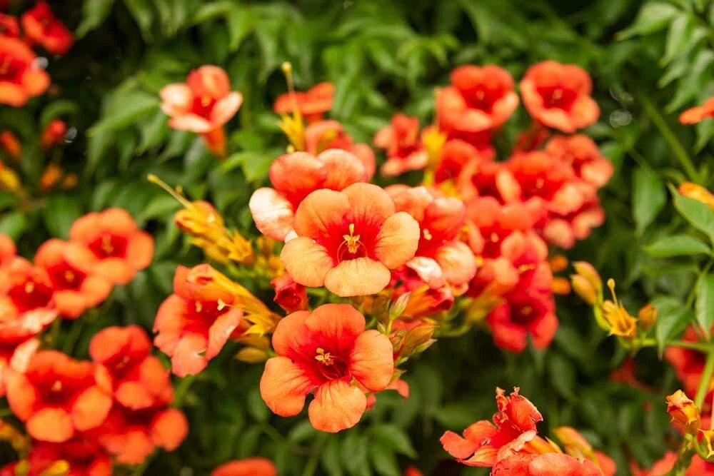Rare Orange Hummingbird Bush Seeds - Orange Trumpet Vine Campsis radicans - Non-GMO, Climbing Plant, Attracts Hummingbirds