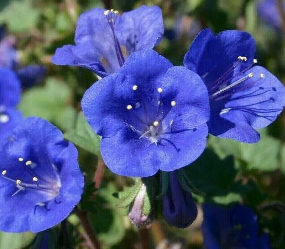 California Bluebell Flower Seeds 1000+ | Phacelia campanularia Annual Seeds