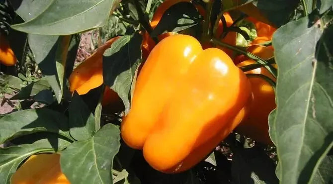 Orange King Bell Pepper Seeds - Organic Heirloom Non-GMO Seeds for Home Gardening, Vibrant Orange Bell Peppers, Capsicum annuum