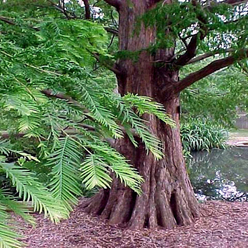 Dawn Redwood Tree Seeds - Metasequoia glyptostroboides - Fast Growing Bonsai & Landscaping Tree