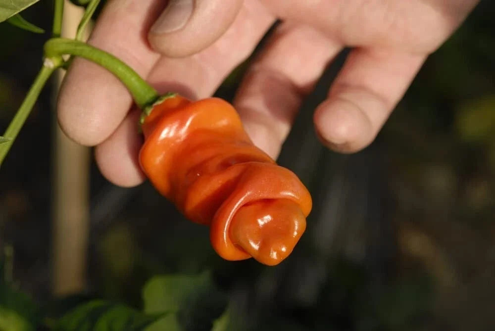 Peter Pepper Seeds 30 Count, Exotic Capsicum annuum, Easy to Grow, Spicy Peppers for Garden or Containers