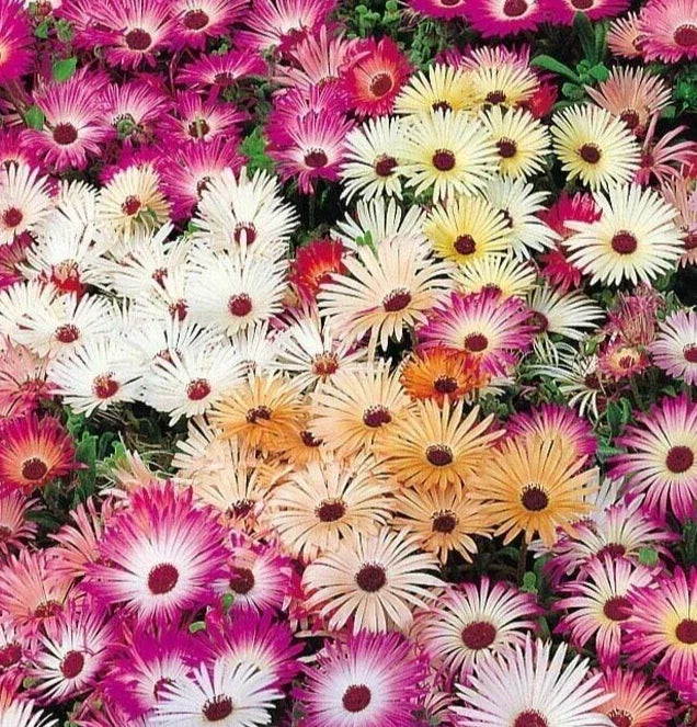 Ice Plant Flower Seeds 4000+ Mixed Colors, Annual Delosperma cooperi Seeds for Vibrant Garden Blooms