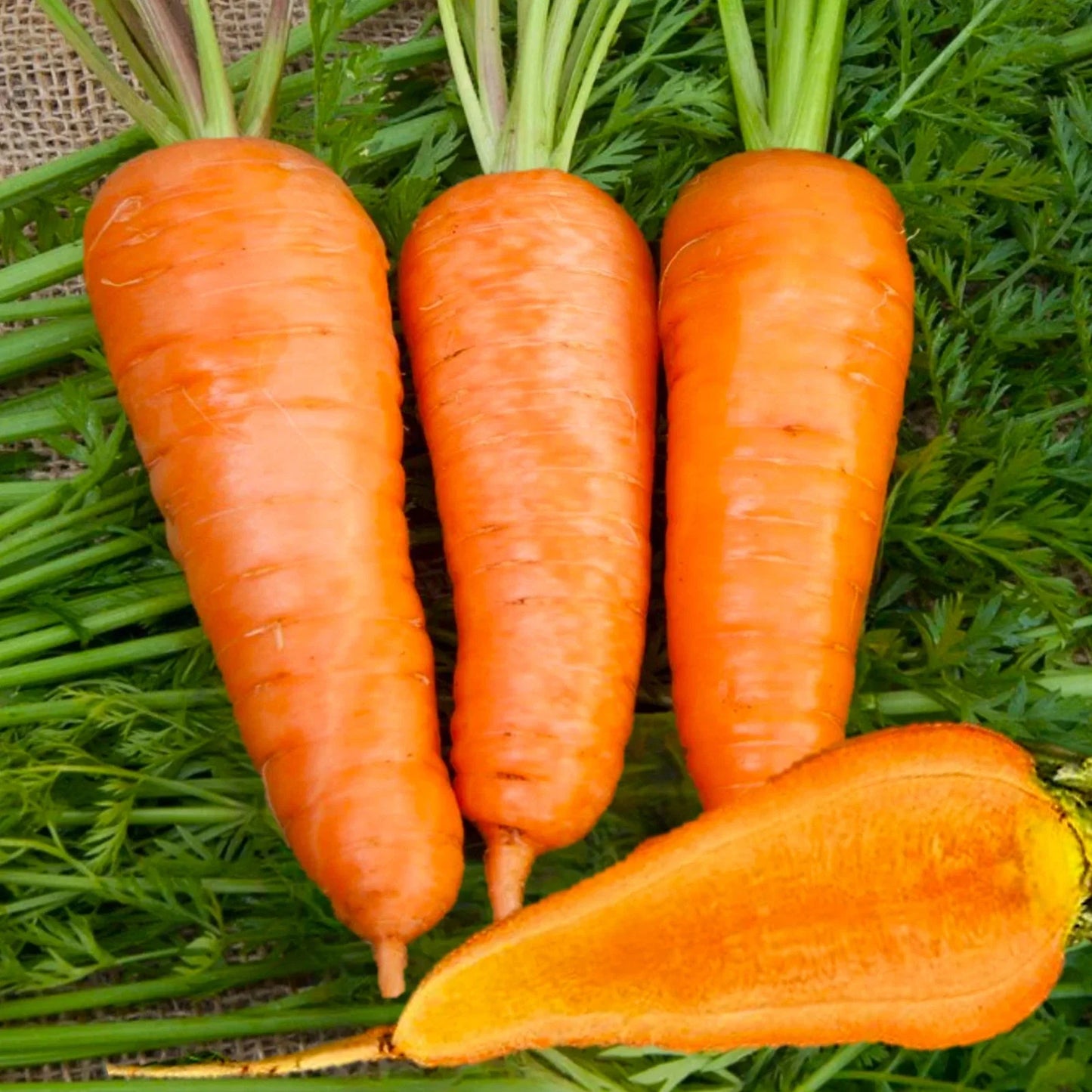 Chantenay Red Cored Carrot Seeds – Heirloom, Sweet Cone Variety, Daucus carota, for 2025 Planting