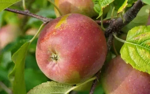 Fuji Apple Seeds - 25+ Pack for Gardening, Malus domestica, USA Grown, Fruit Tree, Home Orchard, Easy to Grow