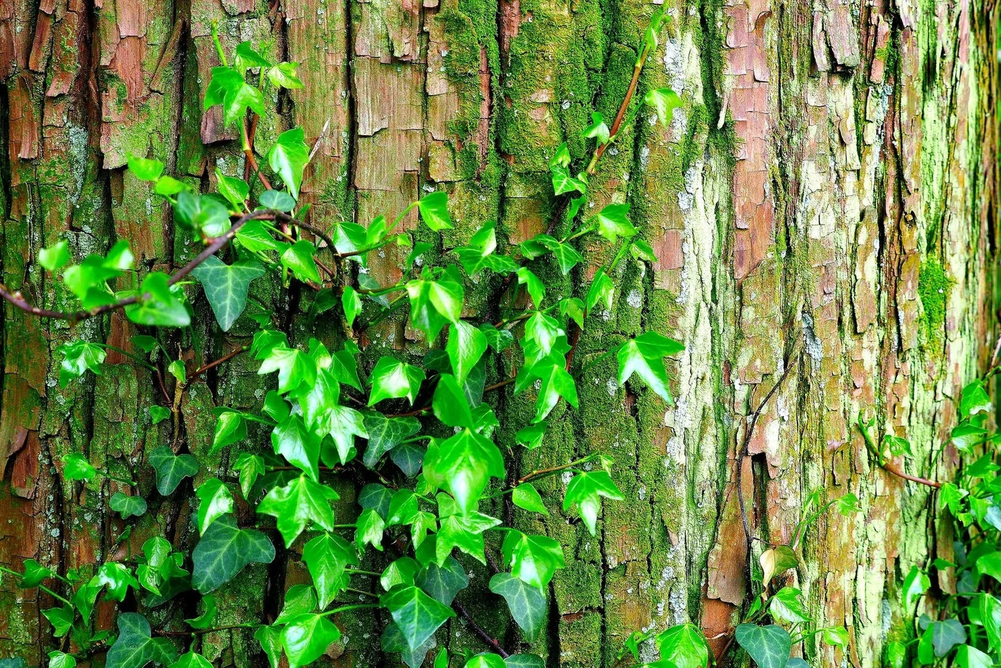 Climbing Ivy Seeds - Boston Ivy Vine - Parthenocissus tricuspidata - Fast-Growing Climbing Plant for Walls & Fences
