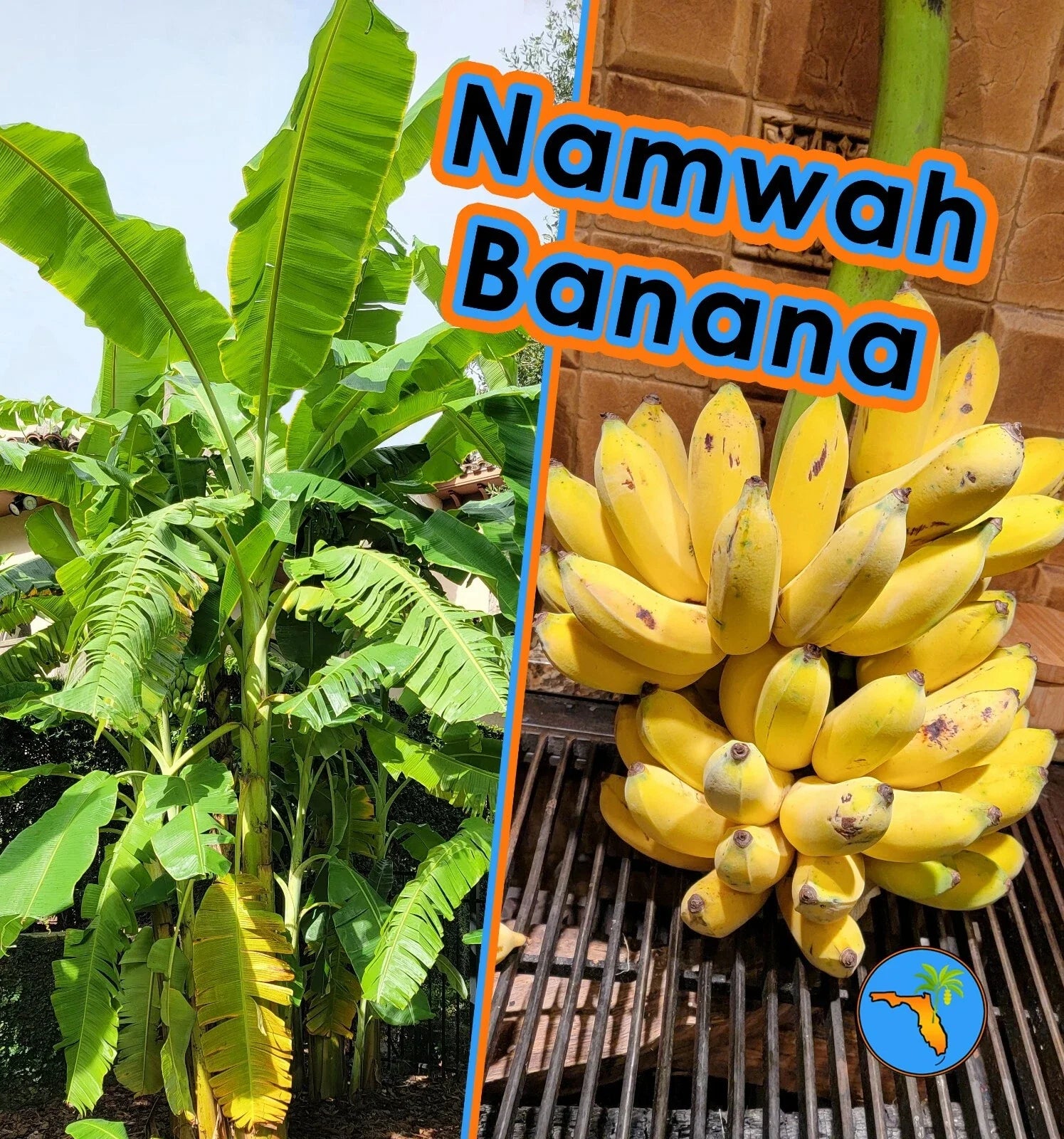 Namwah Banana Live Plant – Edible, Cold Hardy Musa acuminata 'Namwah' – Fast Growing, Tropical Fruit Plant