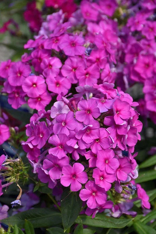 Purple Flame Phlox Seeds - 100+ Count - Vibrant Purple Flowers - Phlox paniculata