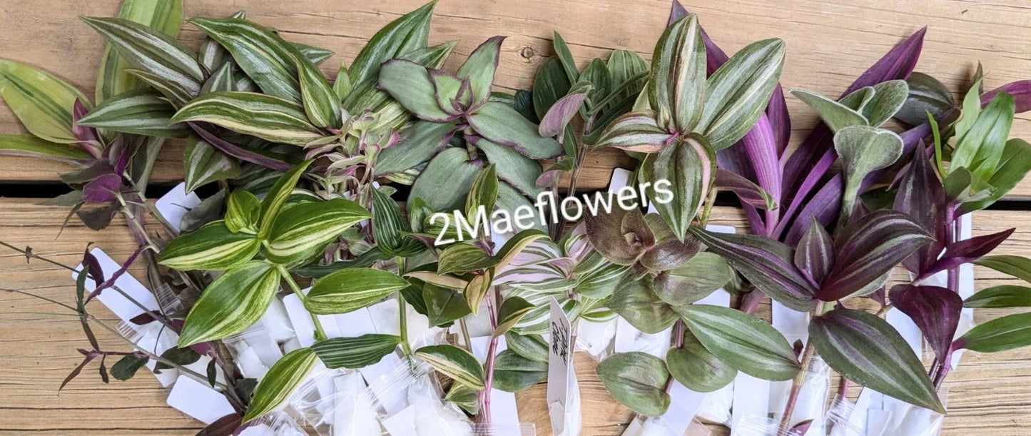 Tradescantia Stem Cuttings - 10 Varieties - Wandering Jew - Indoor Houseplant Decor - Tradescantia spp.