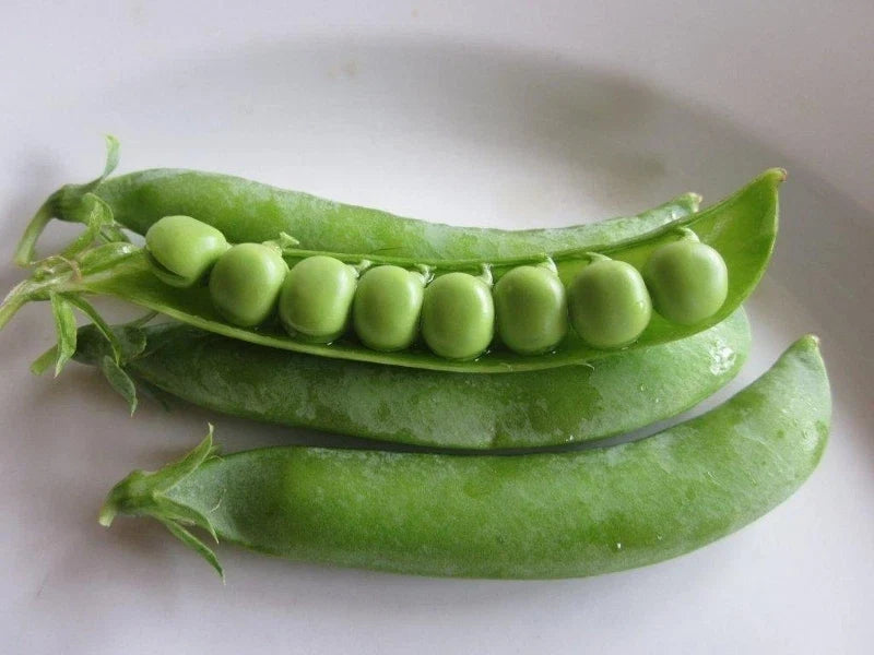 Lincoln Pea Seeds - Organic Heirloom Non-GMO Fresh Pisum sativum for Home Gardening, Climbing Vine, 100 Seeds