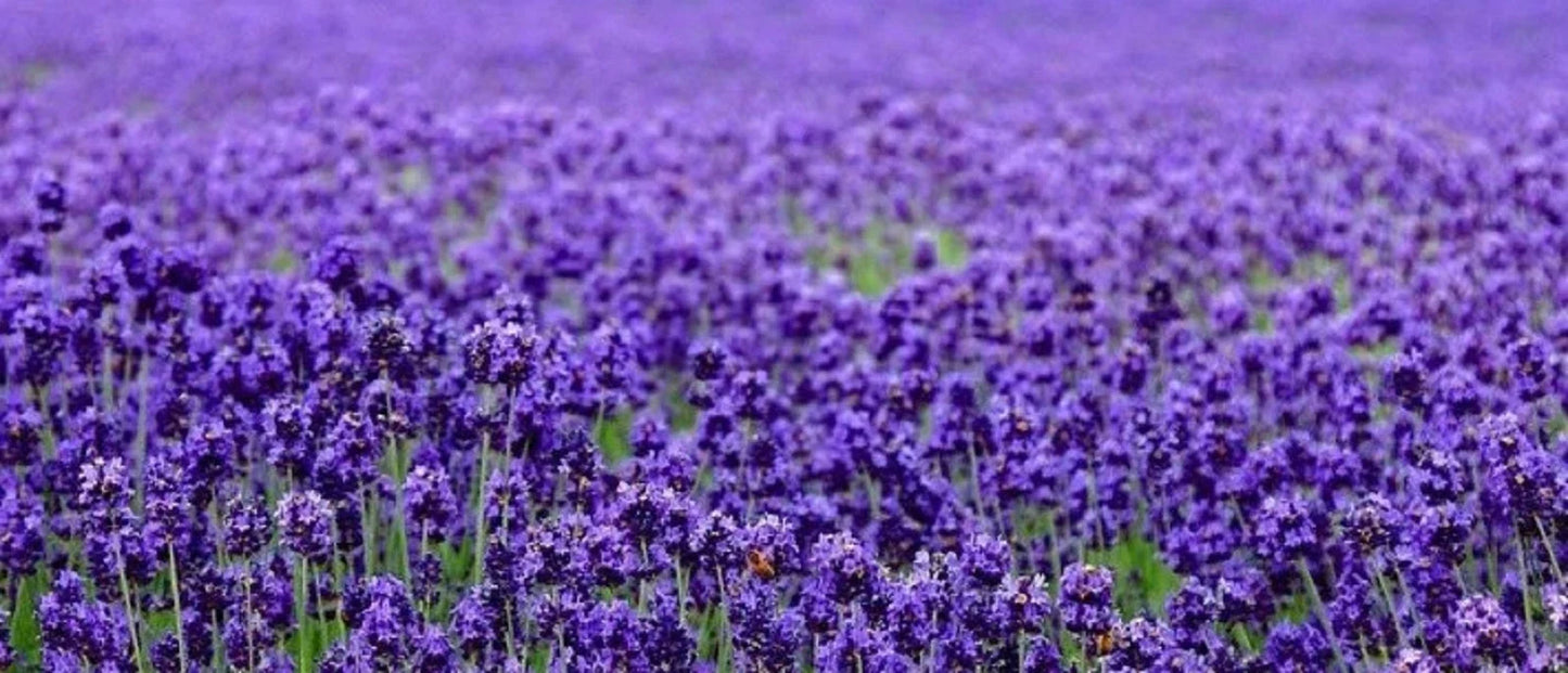Lavender Seeds 200+ | English Lavender (Lavandula angustifolia) for Gardens & Aromatherapy