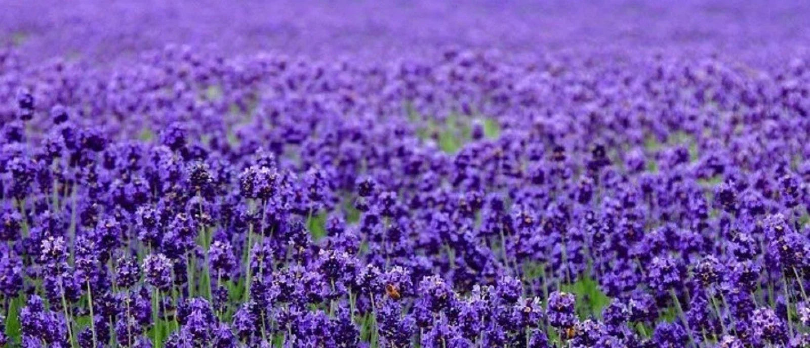 Lavender Seeds 200+ | English Lavender (Lavandula angustifolia) for Gardens & Aromatherapy