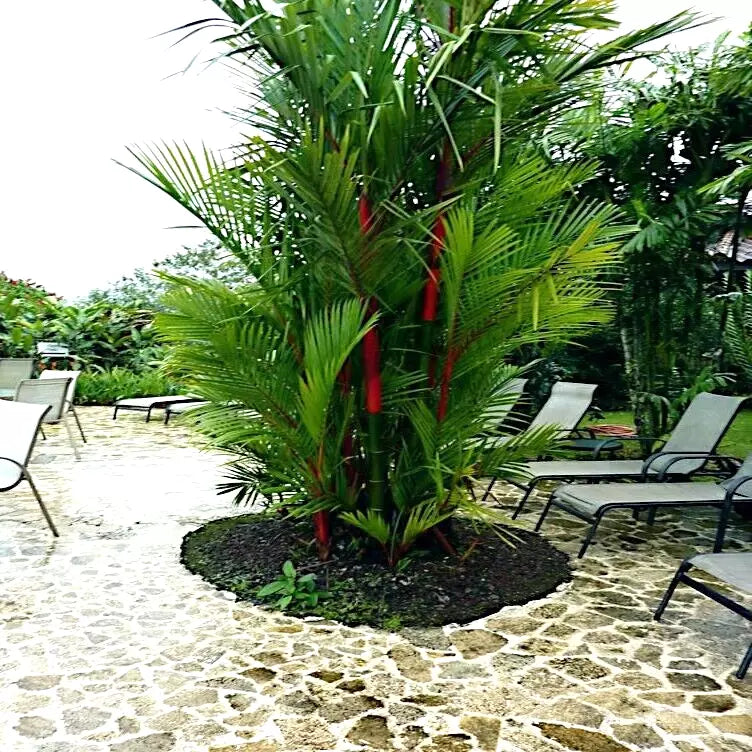 Red Sealing Wax Palm Tree Seeds Cyrtostachys renda – Tropical Indoor & Outdoor Gardening Seeds, 10 Pack