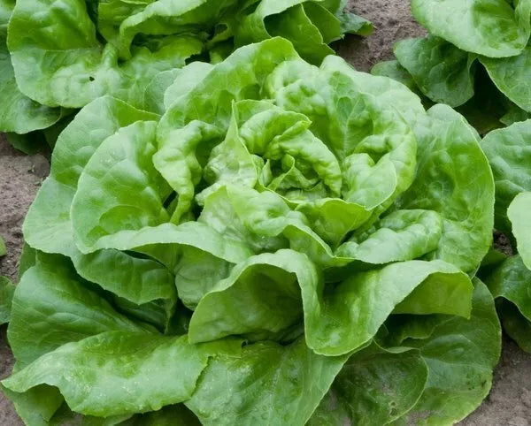 Butter Crunch Lettuce Seeds 600+ Non-GMO Butterhead Vegetable Seeds - Lactuca sativa, USA