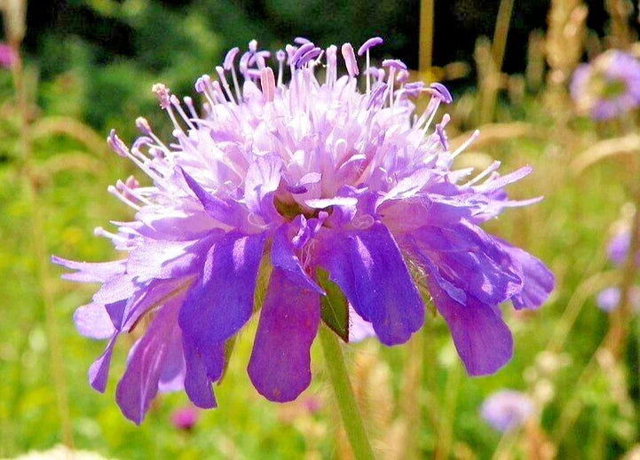 Knautia Seeds Lavender - 100 Pincushion Flowers for Garden, Easy to Grow, Pollinator Friendly, Knautia macedonica
