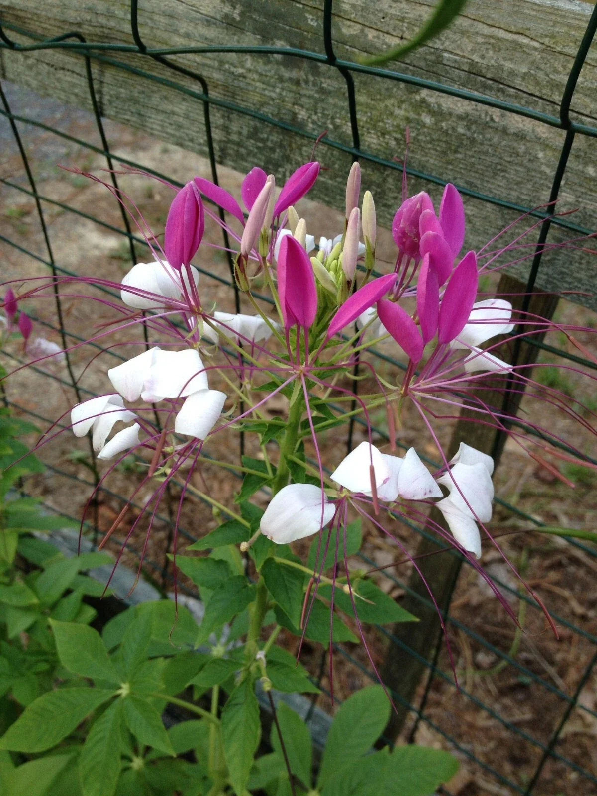 White Pink Spider Flower Seeds, Clome Spinosa Perennial, Bee Attracting, Full Sun, 100 Seeds, Garden, Pollinator-Friendly