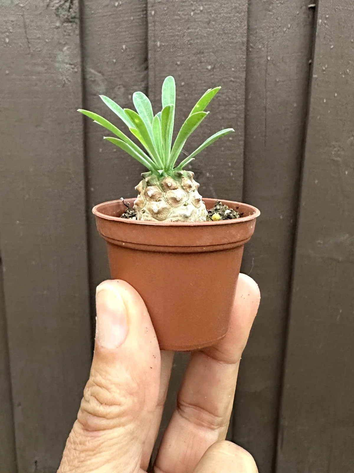 Euphorbia 'Cocklebur' Starter Plant - 1 3/4 Inch Pot - Drought Tolerant Succulent - Euphorbia × japonica