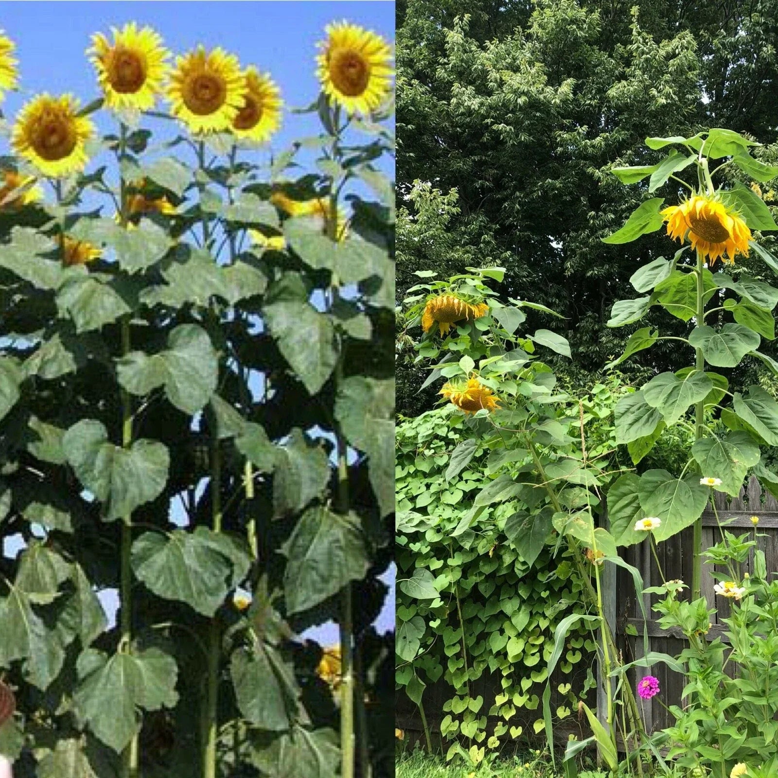 Mammoth Black Russian Sunflower Seeds – Organic Helianthus annuus Wildflower Pack of 26+