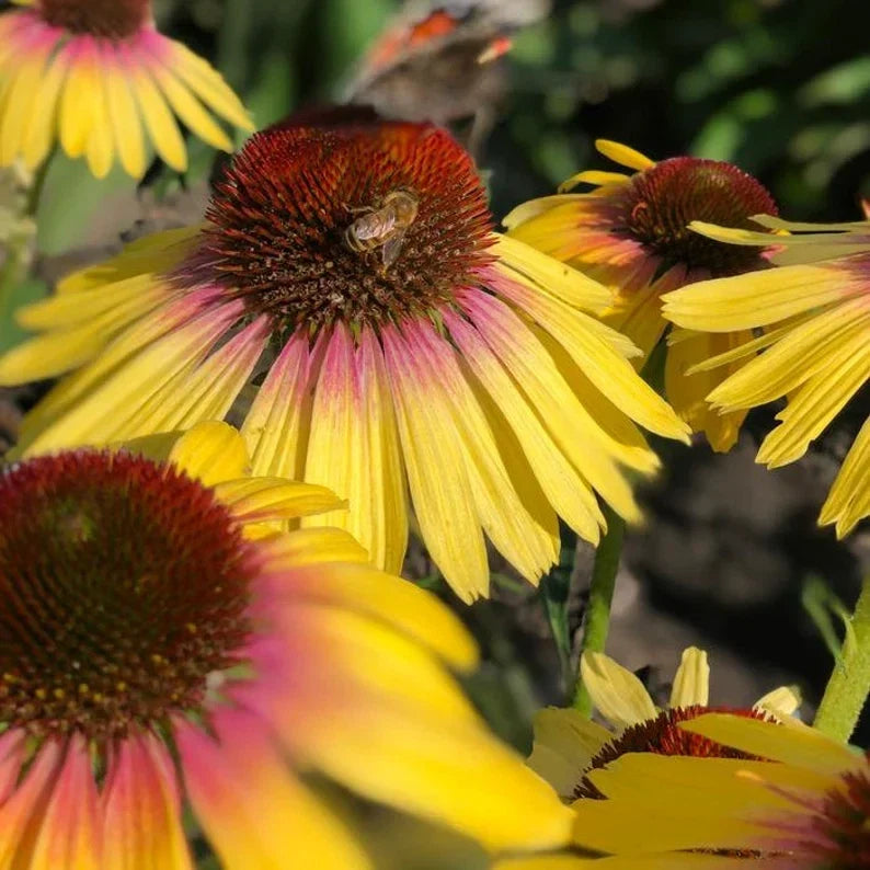 Echinacea Butterfly™ Yellow Rainbow Marcella Live Starter Plant - Perennial Coneflower for Gardens, Pollinator Attracting, Drought-Tolerant