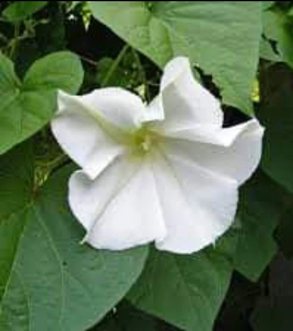 Moonflower Vine Seeds - 30+ White Night Blooming Morning Glory - Ipomoea alba - Climbing, Fragrant, Night-Blooming