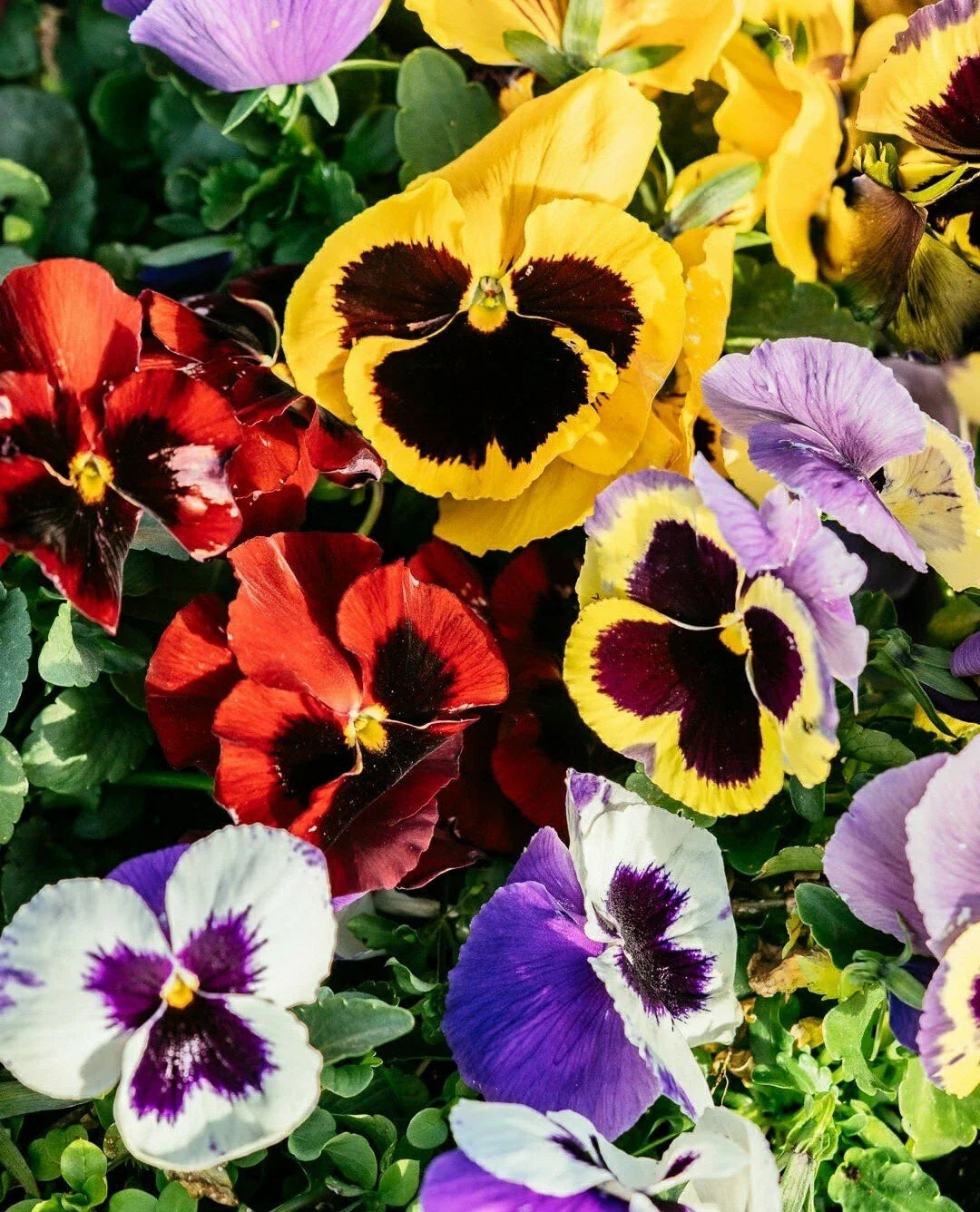 Pansy Seeds Flower Mix - 50 Count Viola tricolor Easy Grow for Garden Beds & Containers