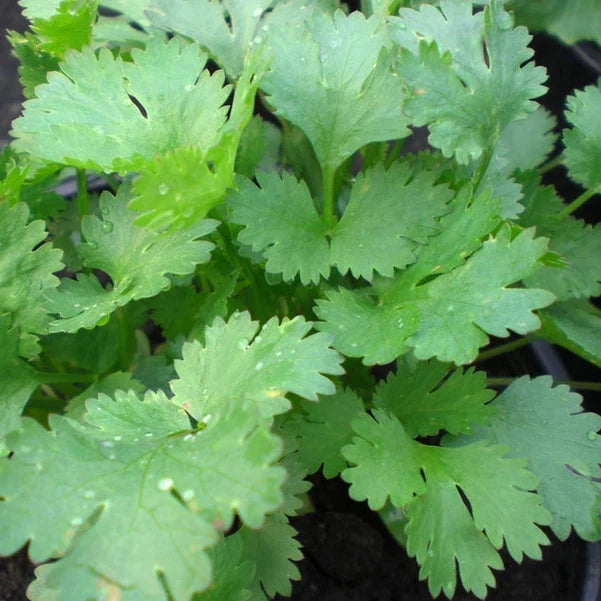 Coriander Seeds - Heirloom Non-GMO Santo Cilantro - Coriandrum sativum Seed Packet