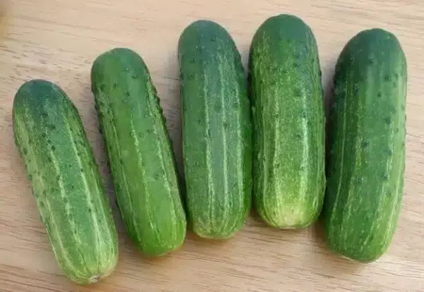 Wisconsin SMR-58 Cucumber Seeds - Organic Heirloom Pickling, Non-GMO, 100+ Seeds for Vegetable Garden, Vining, Cucumis sativus