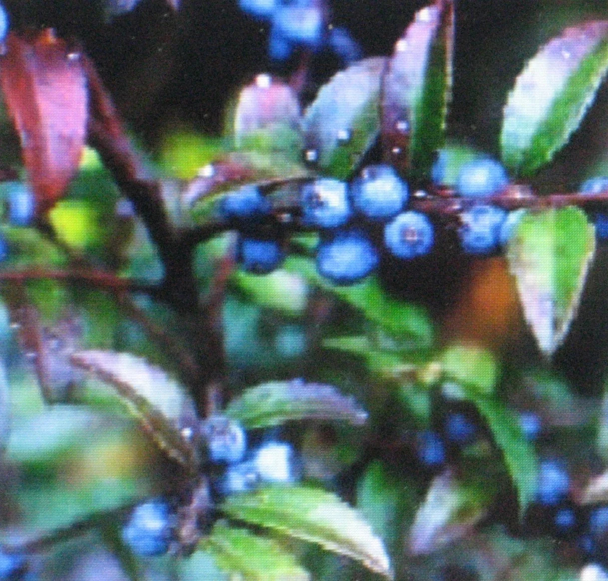 Huckleberry Seeds 100 Count - Vaccinium spp. - Perennial Bush for Home Gardens & Containers