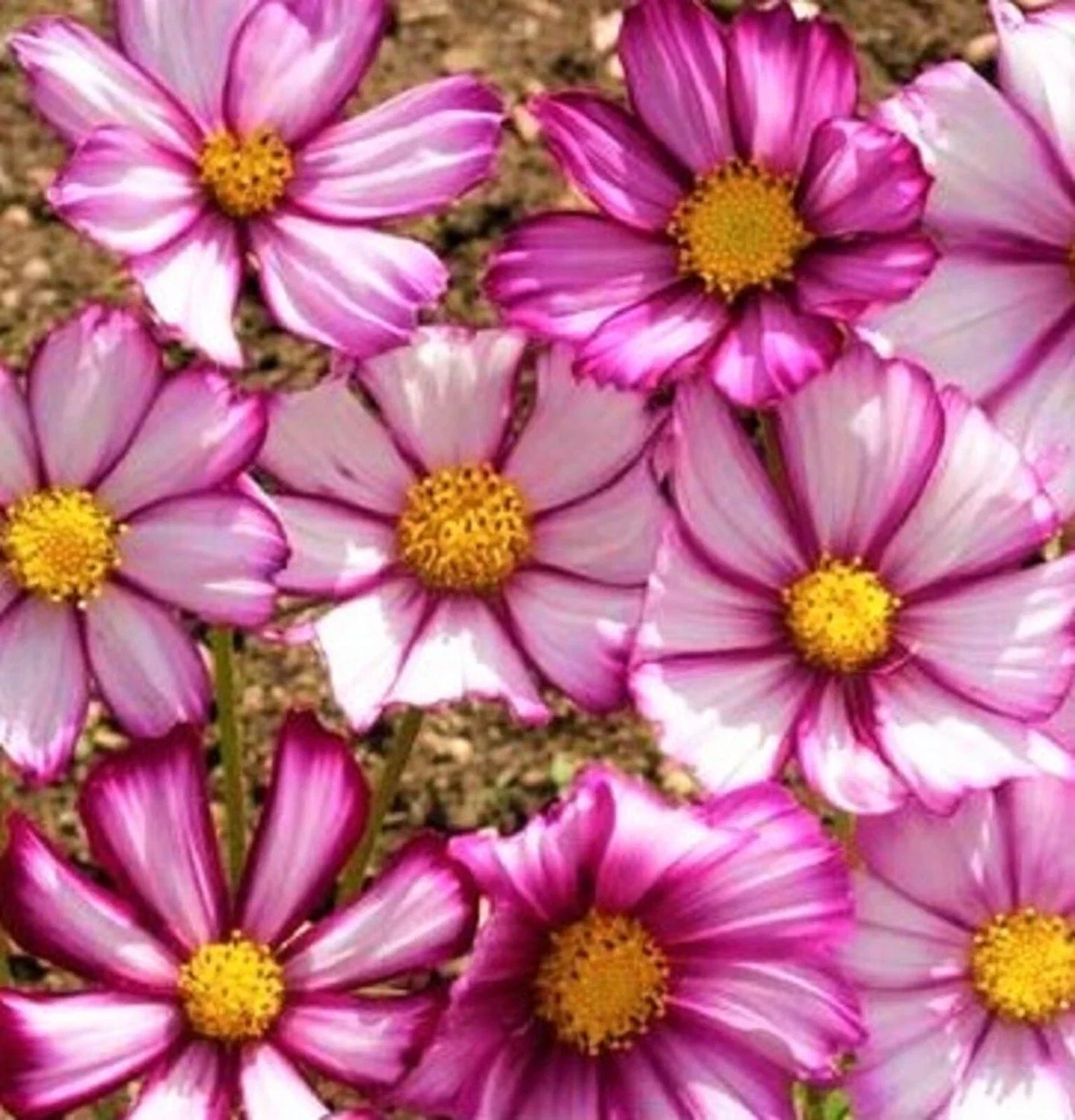 Cosmos Seeds - 80+ Picotee Flower Seeds - Cosmos bipinnatus Annual Garden Plant
