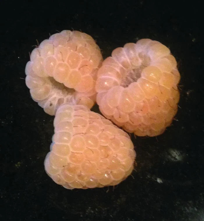 Yellow Anne Raspberry Plant - Live Starter, Self-Pollinating, Fall Bearing, Medium/Large Yellow Berries, Rubus idaeus 'Anne'