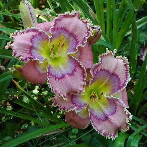 Daylily Live Plant - Tides Roll In - Vibrant Yellow-Orange Flowers - Hemerocallis 'Tides Roll In'