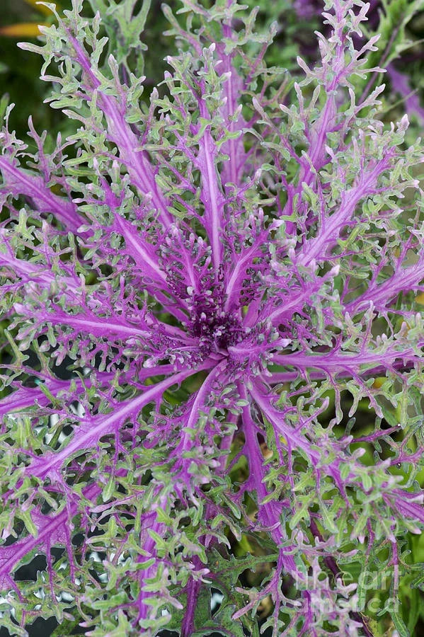Ornamental Kale Seeds Peacock Red, Brassica oleracea, Garden Bed & Container, Vibrant Red & Green Foliage, 40 Seeds
