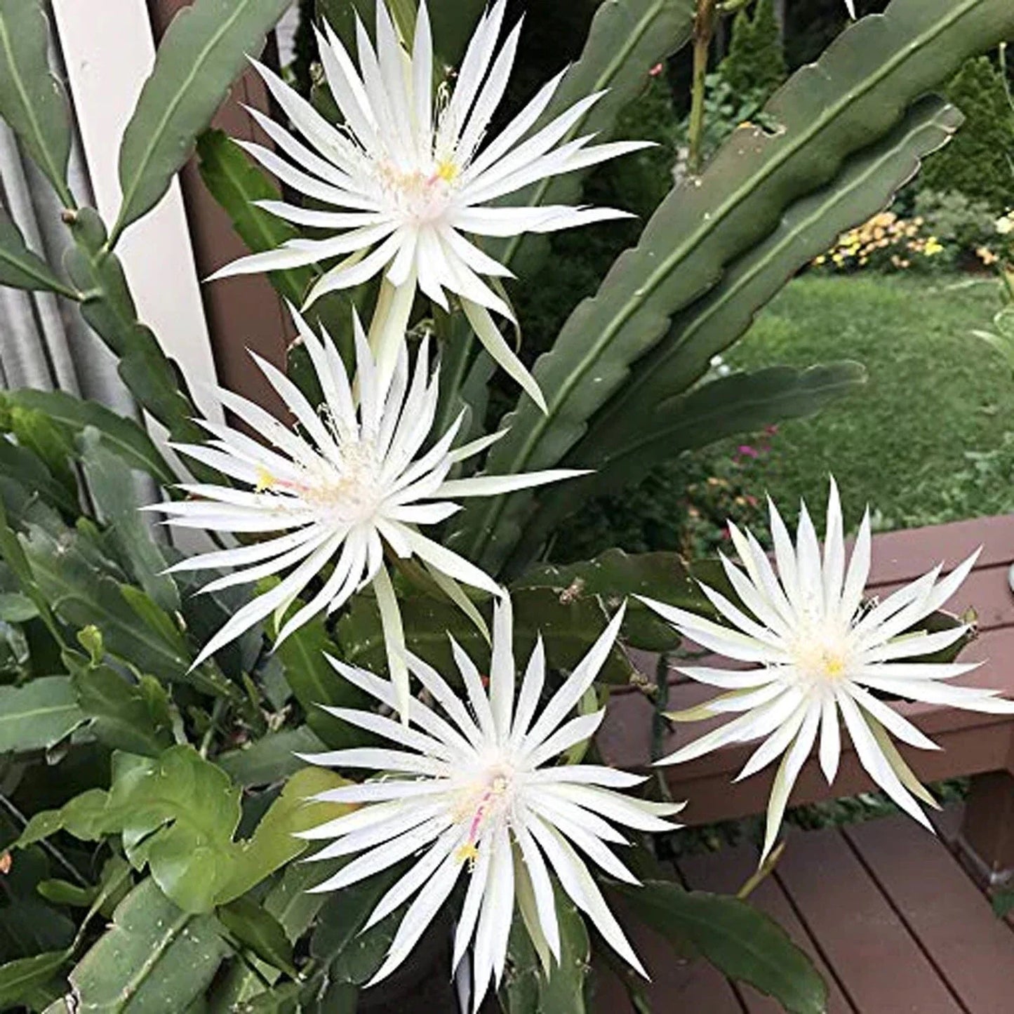 White Epiphyllum Hookeri Fragrant Orchid Cactus Cuttings – 4 Pack, Indoor/Outdoor, Drought-Tolerant, Night-Blooming, Tropical Houseplant