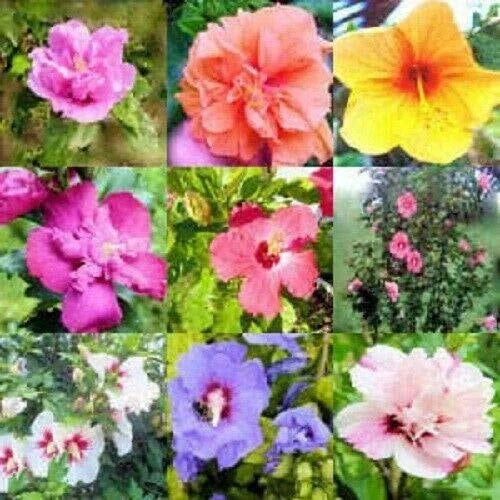 Mixed Colors Rose of Sharon Hibiscus Syriacus Flower Tree Bush Seeds - 50, Butterfly Attracting, Full Sun, Hardy