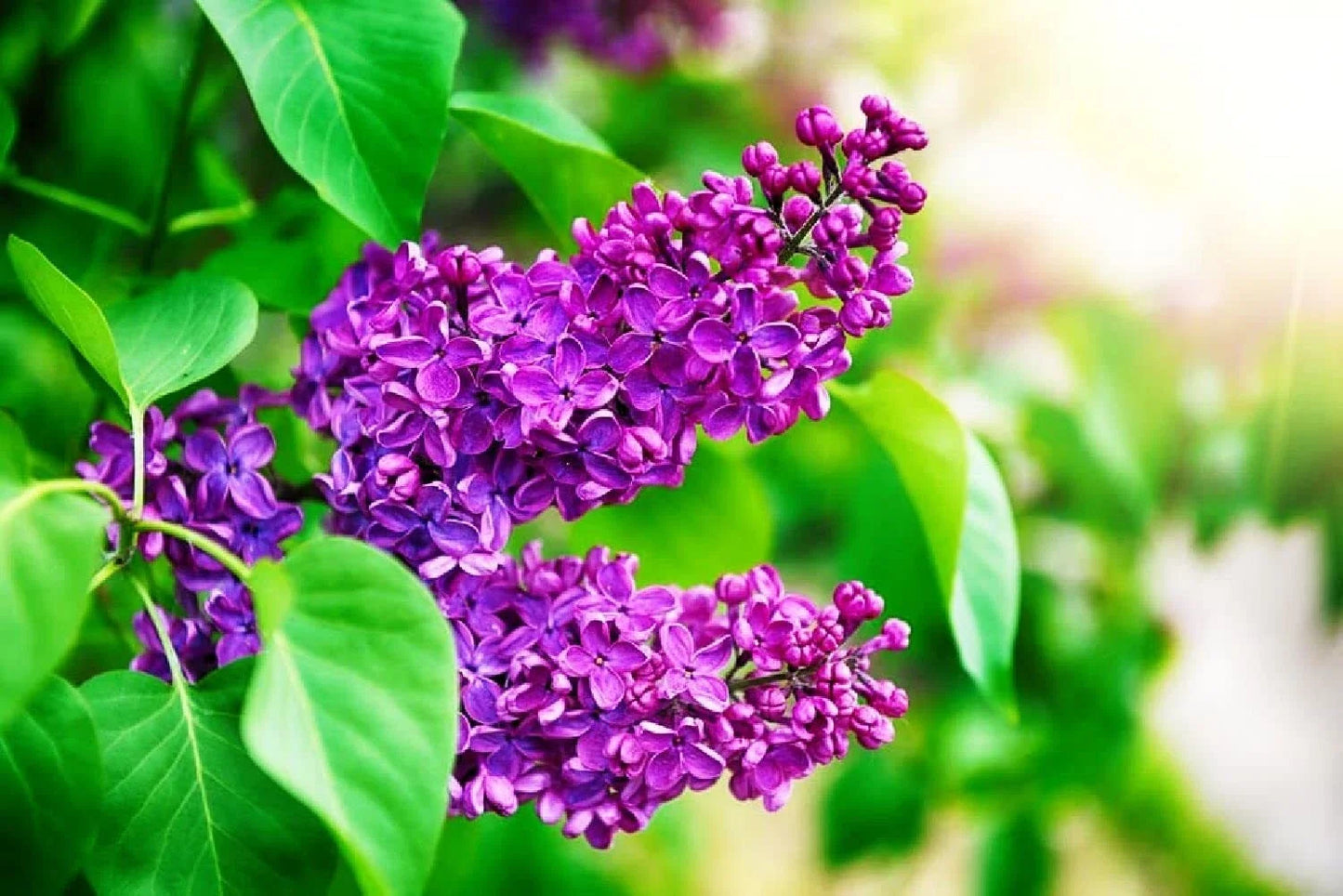 Purple Lilac Seeds - 25 Pcs, Fragrant Syringa vulgaris, Garden Planting, Purple Flowers, Easy to Grow, Hardy Shrub Seeds