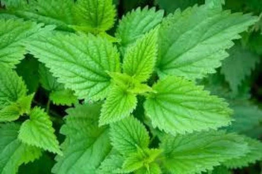 Stinging Nettle Plant - One Established Urtica dioica Herb