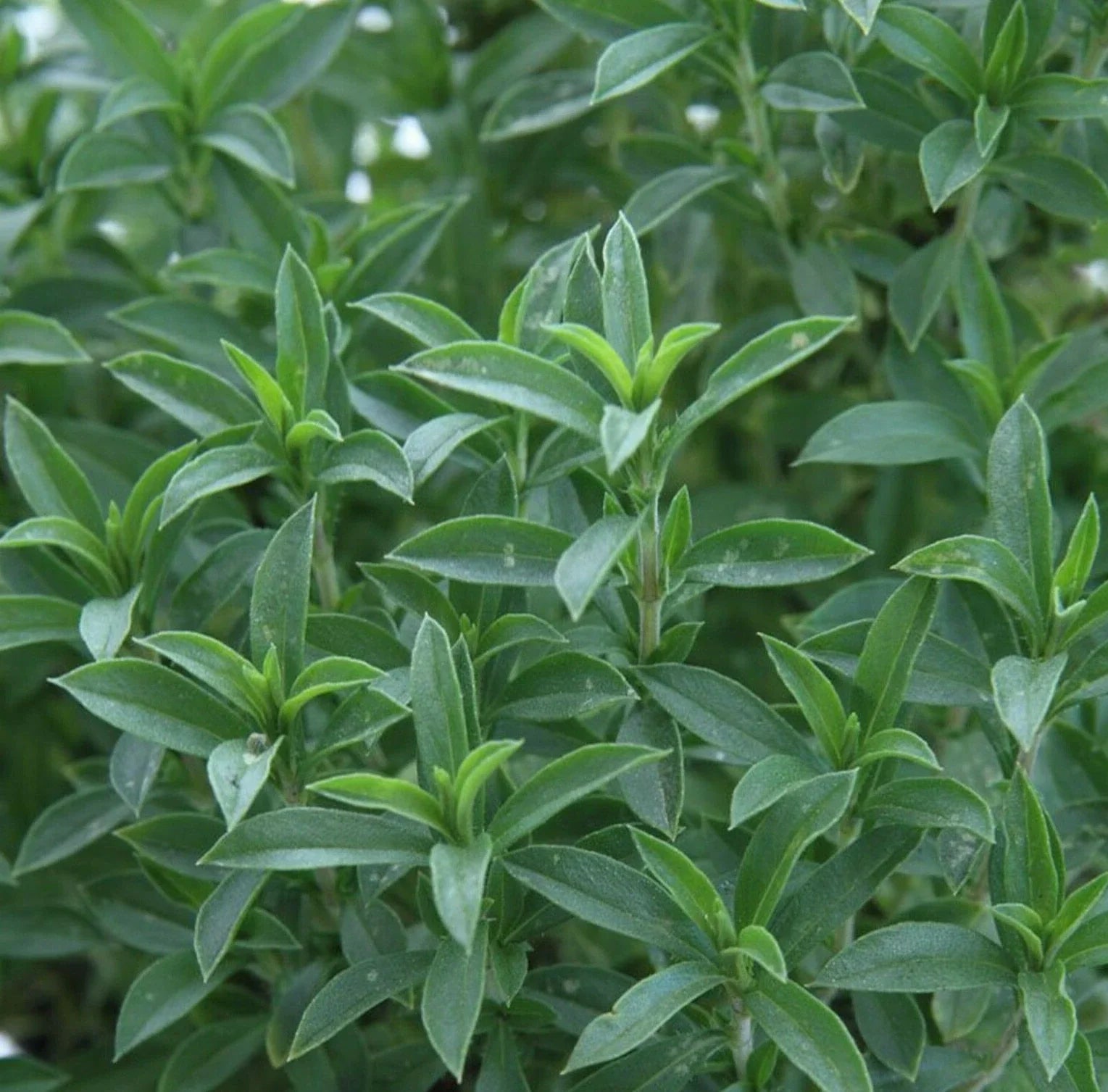 Summer Savory Seeds 500+ Annual Herb Satureja hortensis for Culinary Gardens, Free Shipping