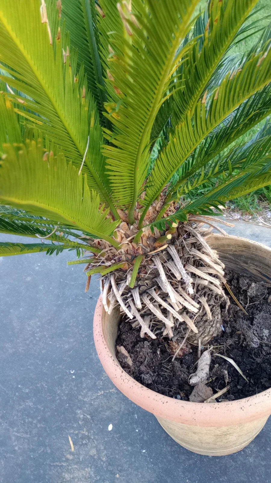 King Sago Palm Tree Live Plant 4' Tall Indoor Outdoor Cycas revoluta 25+ Years