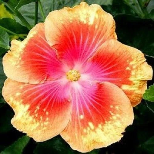 Hibiscus Seeds Pack of 20 – Pink Yellow Perennial Flower Seeds – Hibiscus rosa-sinensis for Garden, Borders, Pollinator Attracting