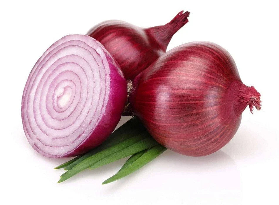 Bermuda Onion Seeds 500+ Pack - Allium cepa Heirloom Garden Seeds for Home Growing