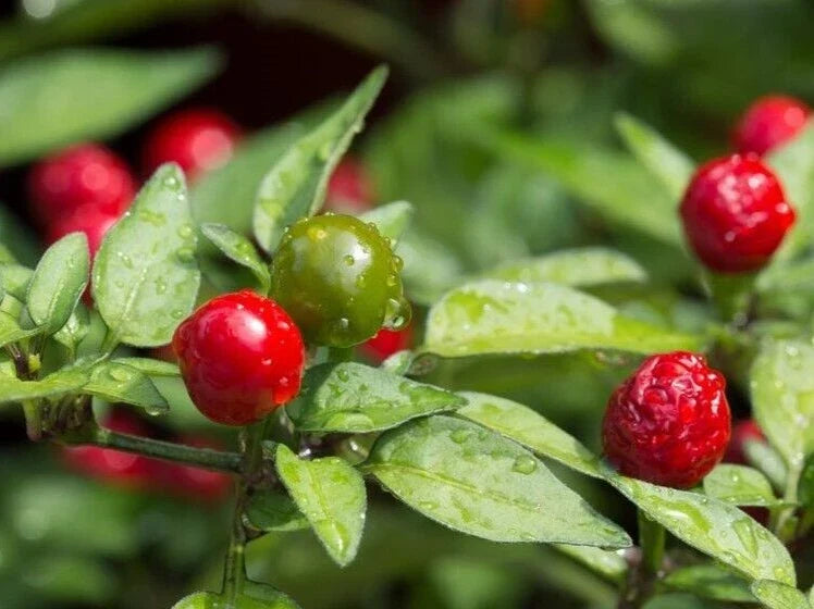 Hot Classic Chiltepin Pepper Seeds – 25 Premium Capsicum annuum for Spicy Home Gardens & Indoor Growing