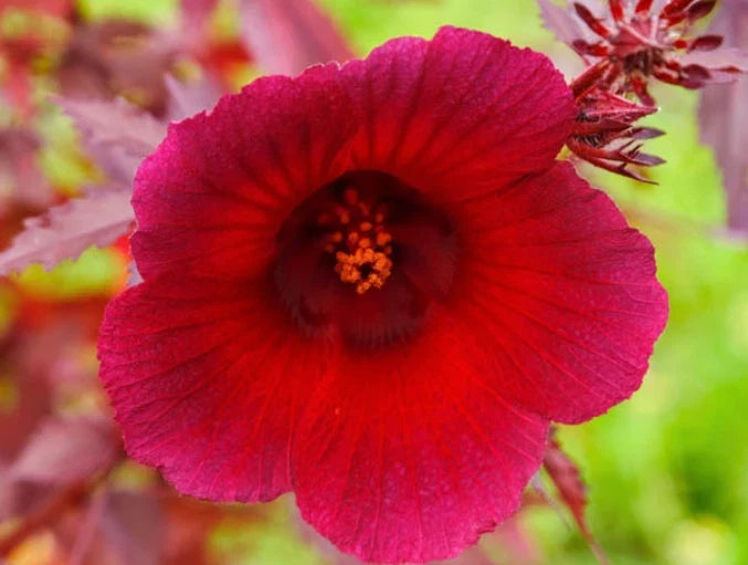 Live Cranberry Hibiscus Plants Set of 2 – Hibiscus acetosella, Tropical Garden Plants, Red Foliage, Easy Care, Container or Ground