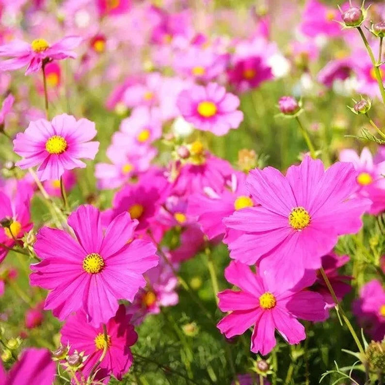 Cosmos bipinnatus Seeds - Organic Mix, Colorful Variety, Garden Flowers, USA Grown, Ships Free