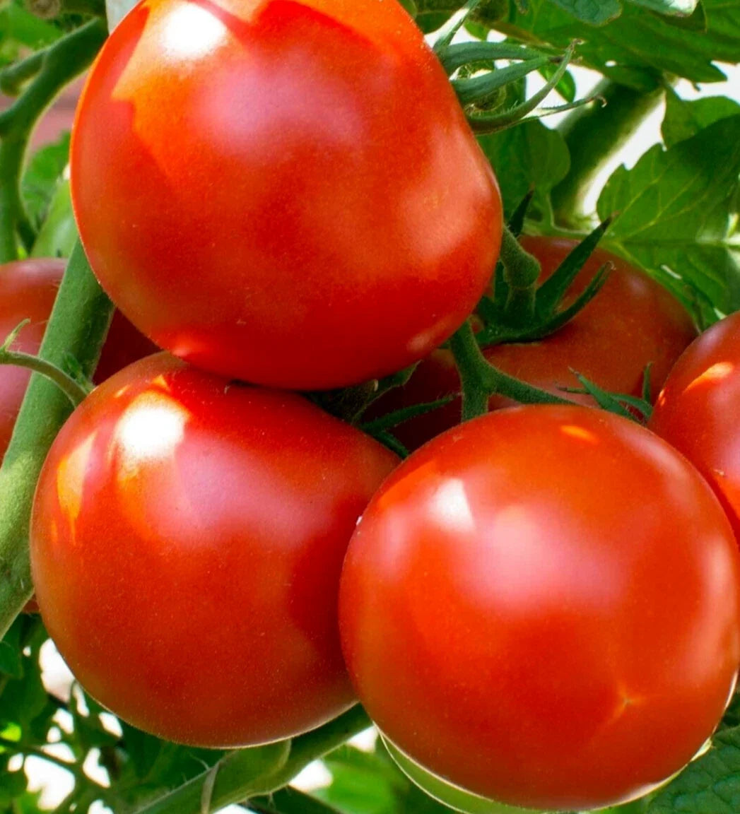 Oregon Spring Tomato Seeds - Determinate Vegetable for Salads, Sauces, Soups - Solanum lycopersicum - 100+ Seeds