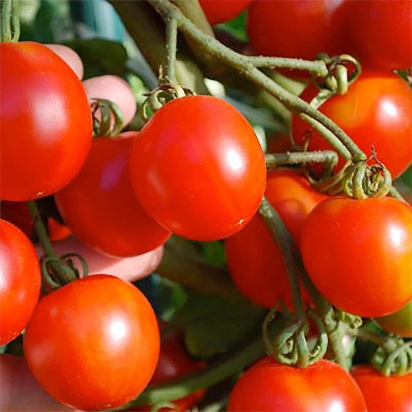 Stupice Tomato Seeds 50 Ct - Heirloom Non-GMO Czech Vegetable Seeds for Garden Planting