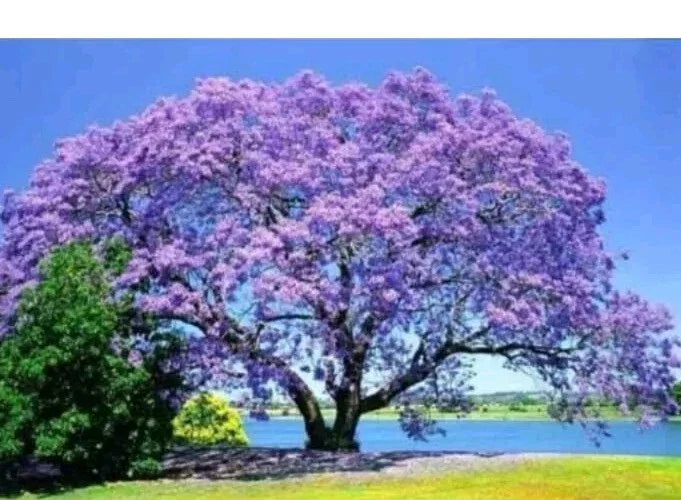 Jacaranda Tree Live Plant - 3-6" Tall - Purple/Blue Blooms - Ships Potted