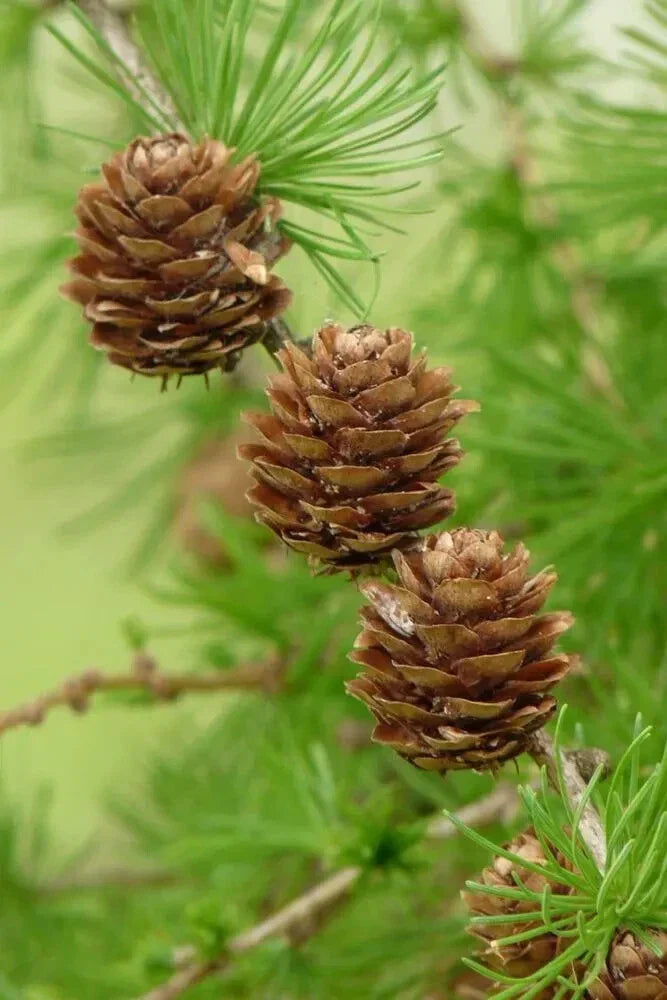 European Larch Seeds Larix decidua 25 Seeds Hardy Conifer Tree